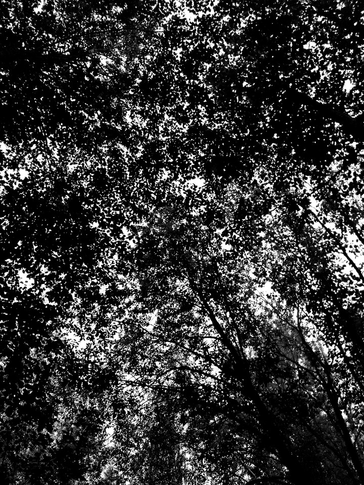 tree crowns