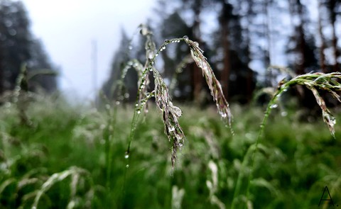 Dew on the grass