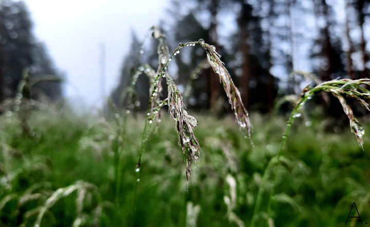Dew on the grass