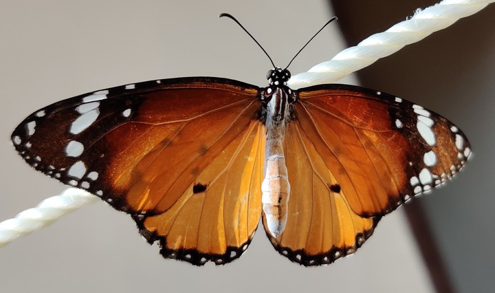 butterfly