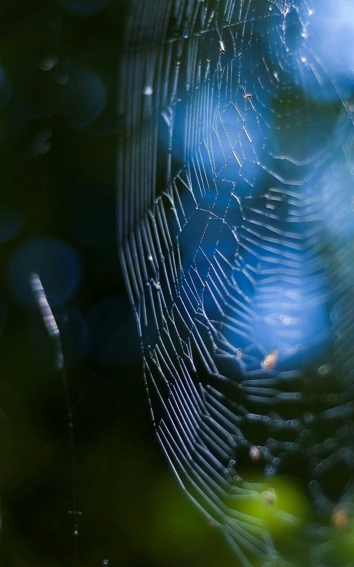 Crimson Web