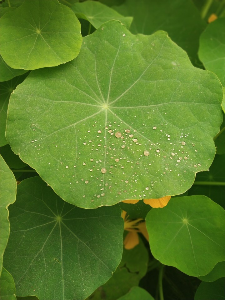 leaf