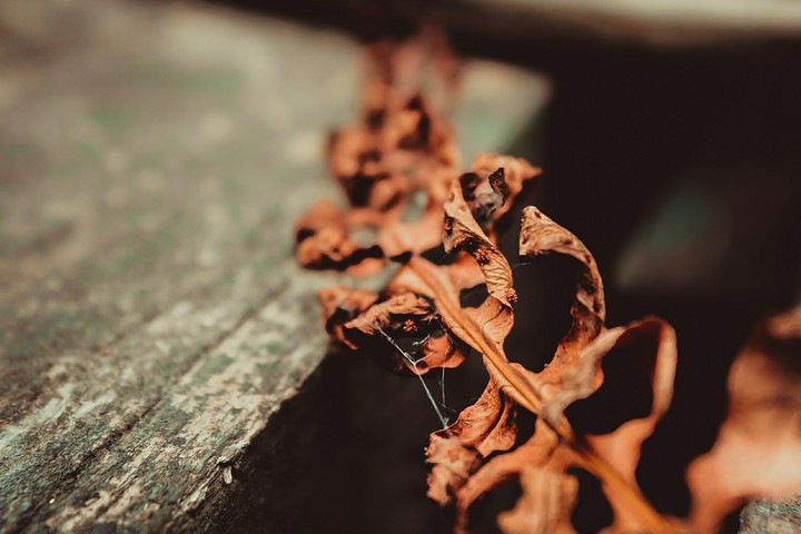 Dry leaf 