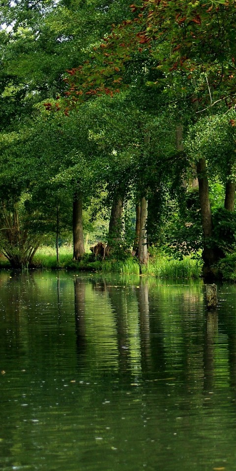 tapety reflection, vegetation