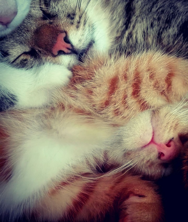 Feline noses