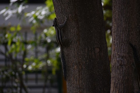tree