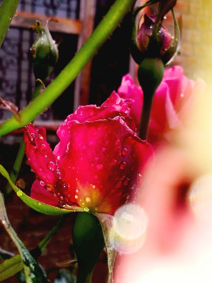 wet rose