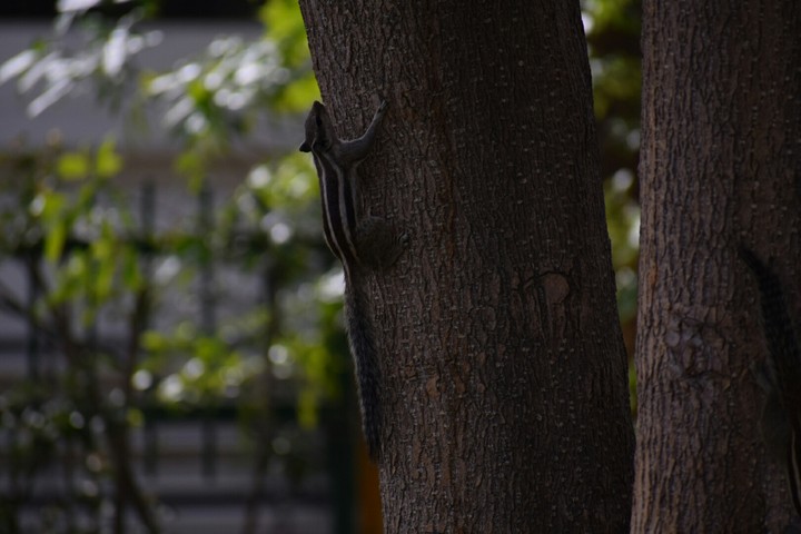 tree