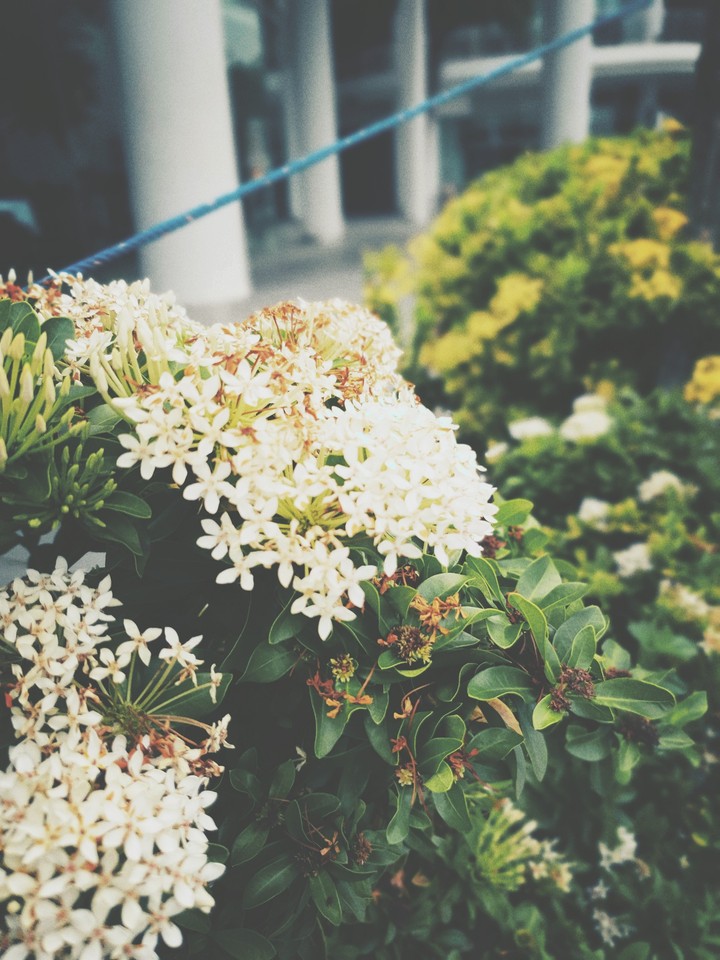 Flower