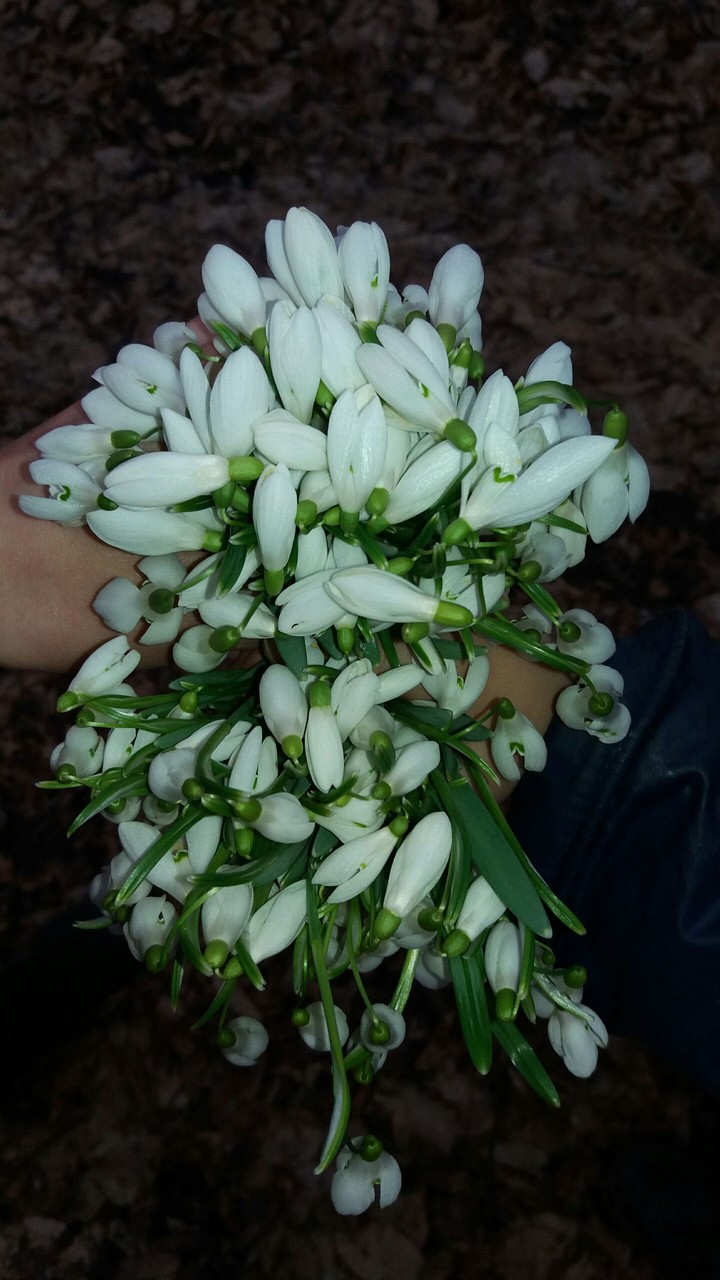 spring