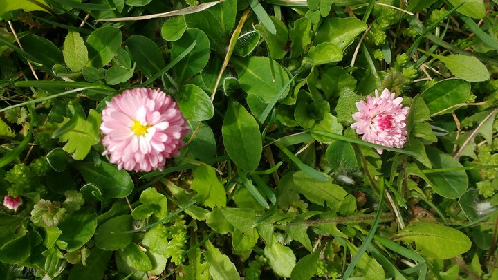 Pink daisies