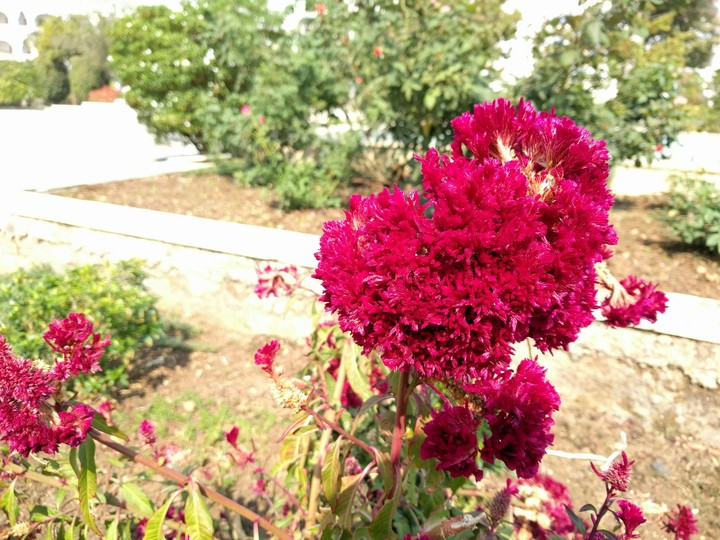 FLOWER  MAKE A BETTER DAY