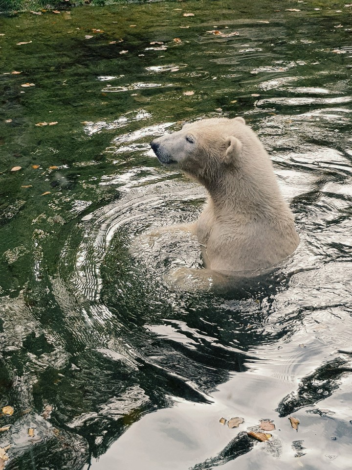 badebär
