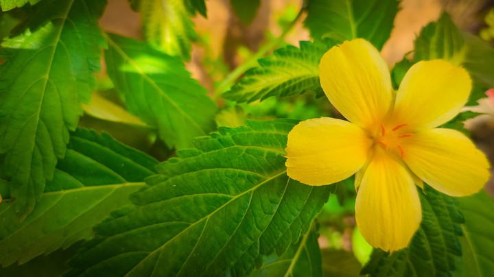 yellow flower