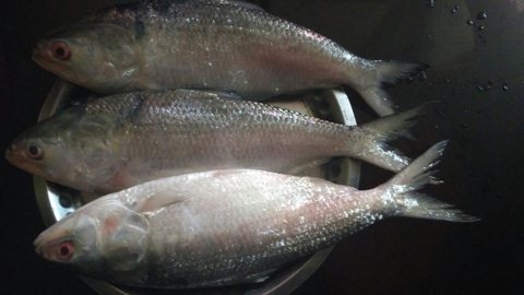 hilsha fish