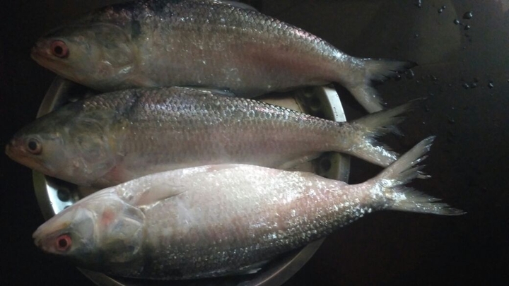 hilsha fish