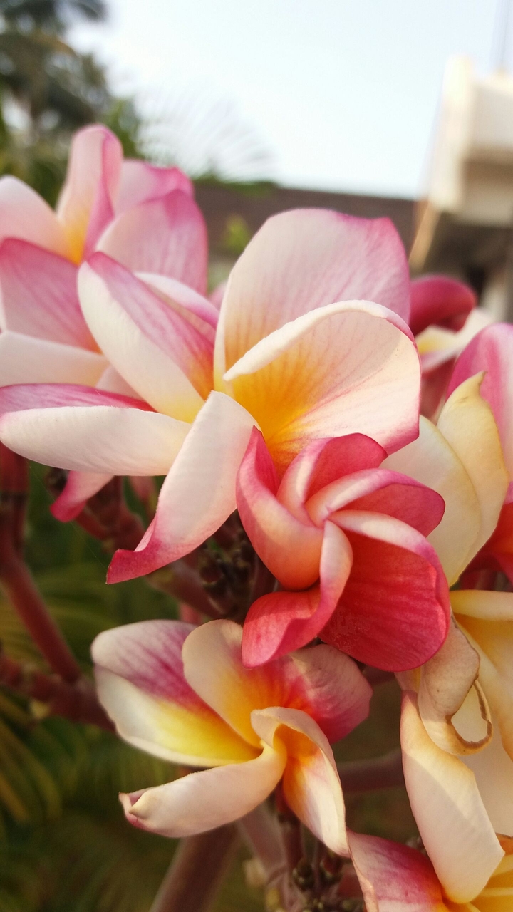 my college flower