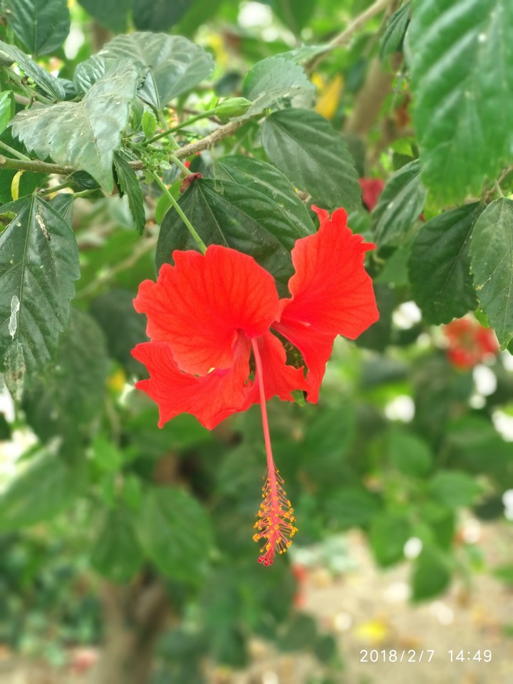 flower