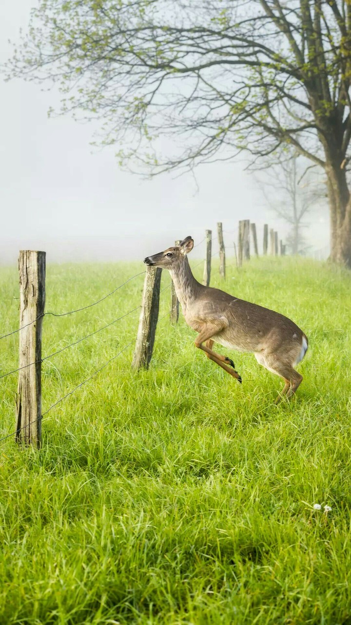 Indian Wild Life