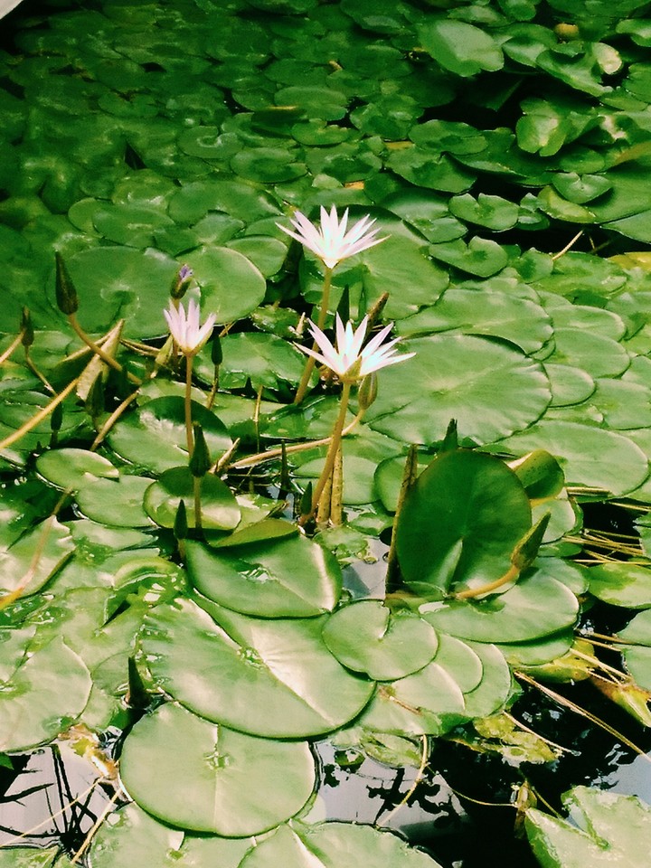 lotus
