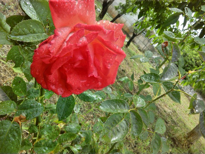 flower