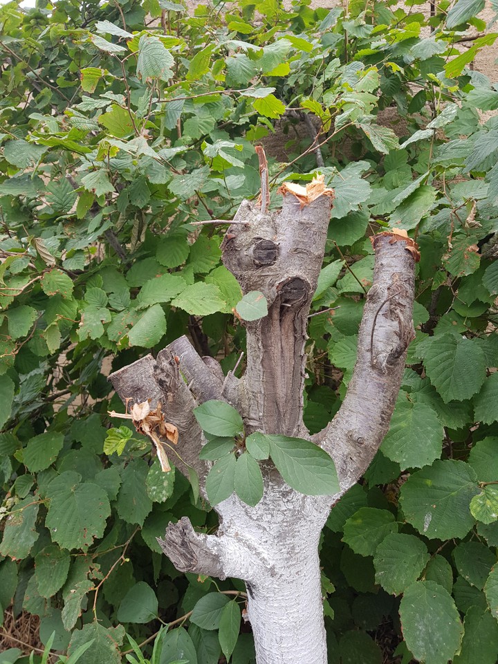 tree