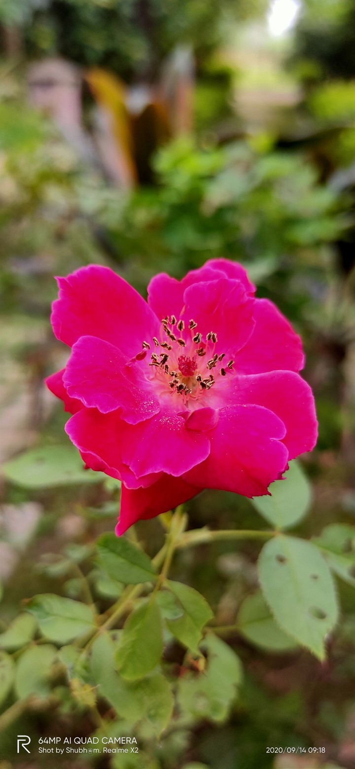 Rose