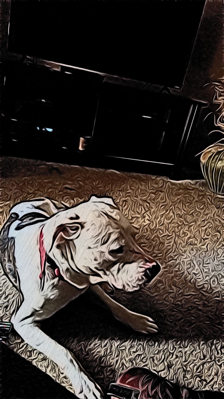 dog I was watching