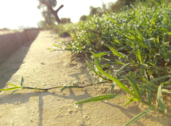grass
