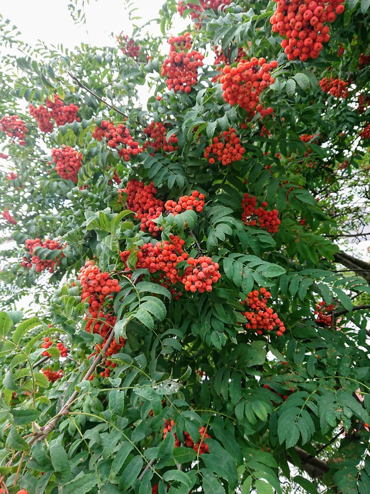 Ashberry