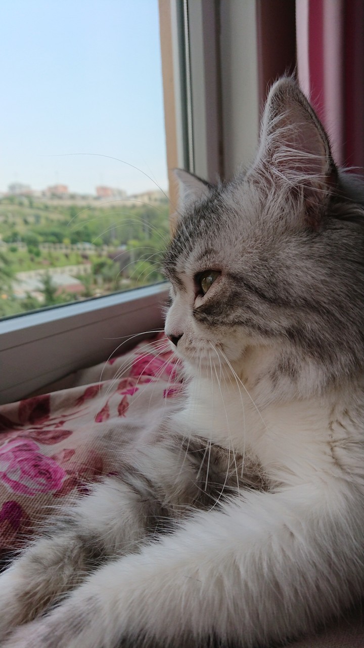 Ferit boy