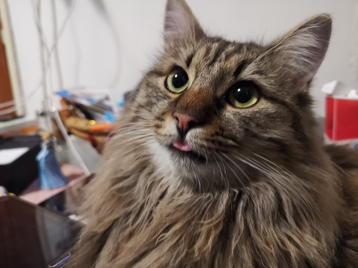 Fluffy cat