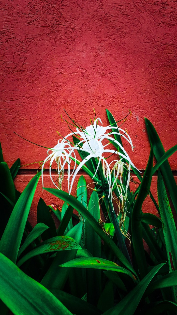 the white beauty