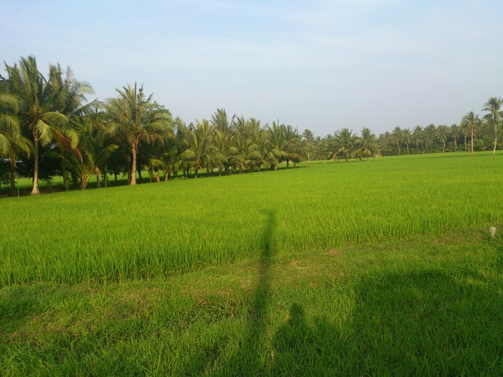 cánh đồng quê