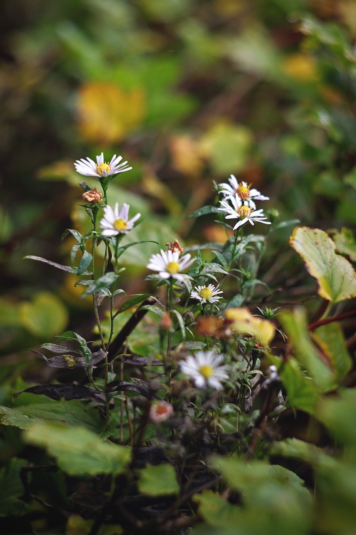field daisies