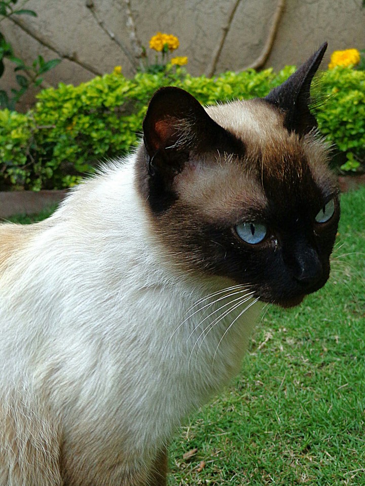 Focused Eyes