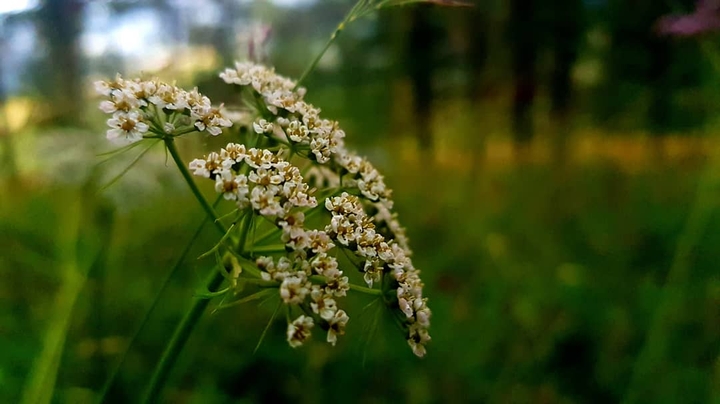flower in forest