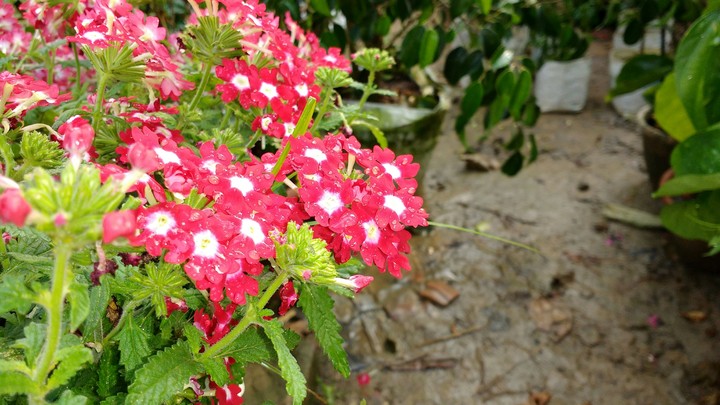 flowers