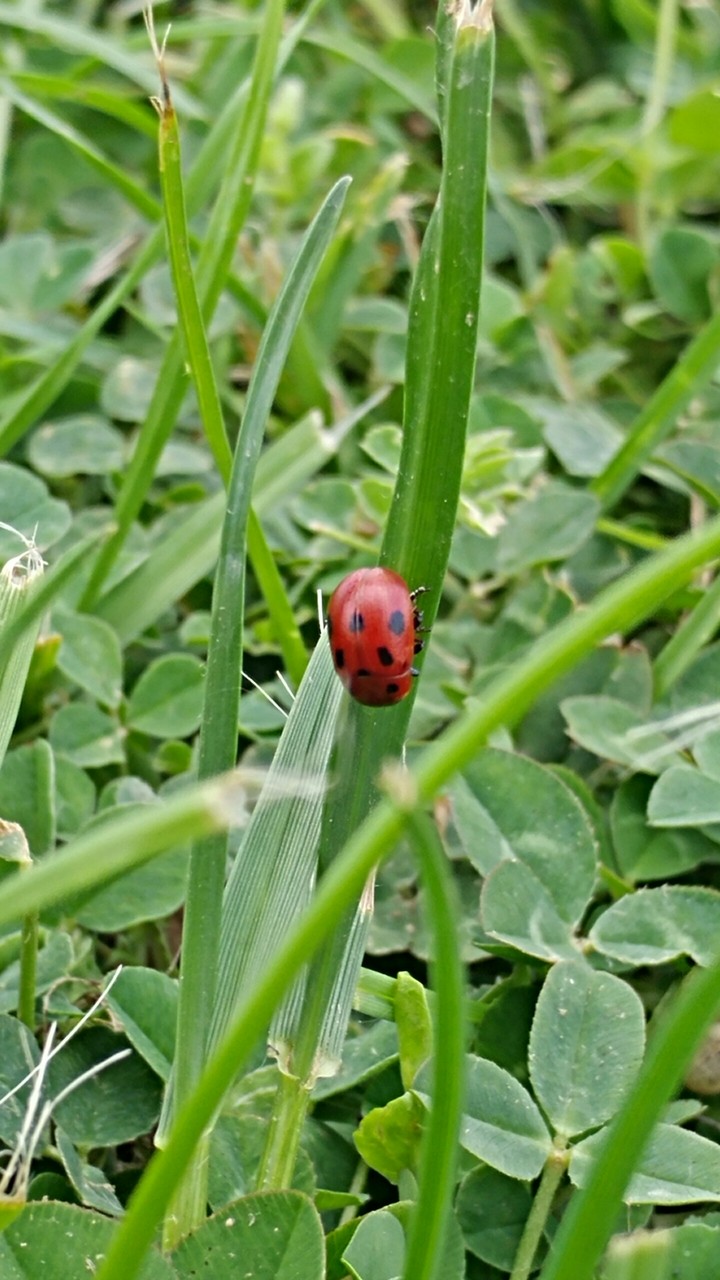 Ladybug