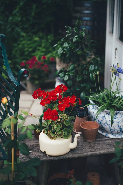 тапети houseplant, spring