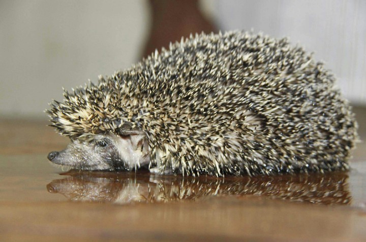 small fellow