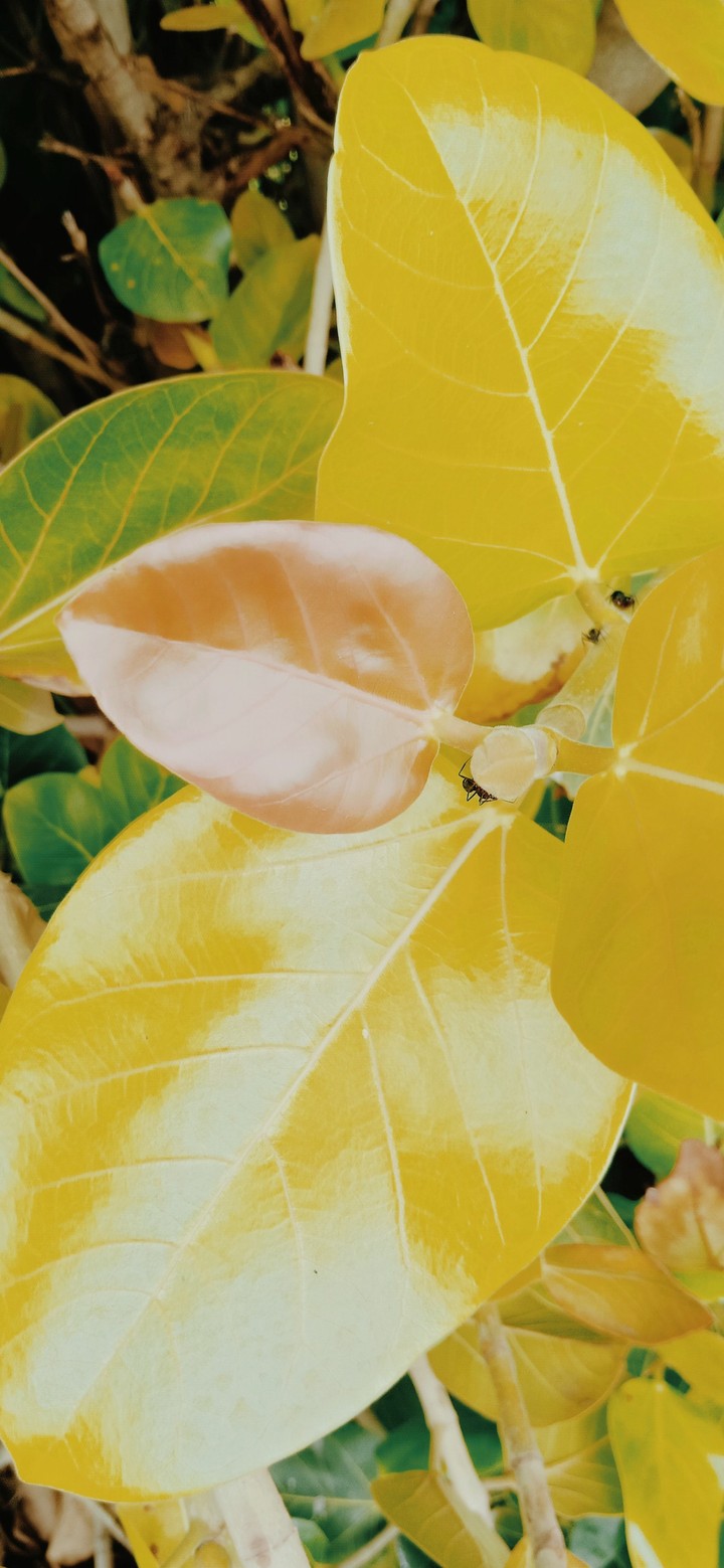leaf