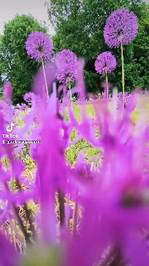 #flowers #reels #beauty #may #Ukraine