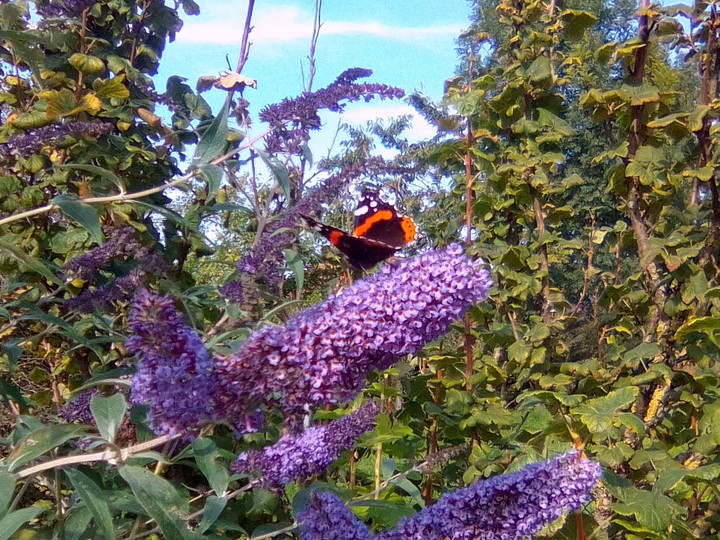 Butterfly