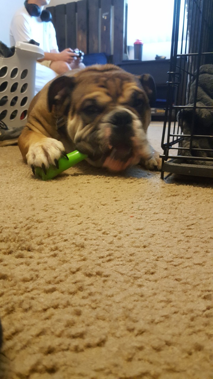 dog