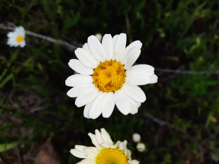 beautiful chamomile