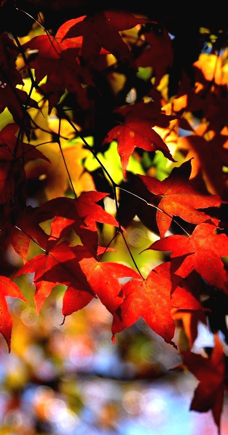 Maple at WuRin farm