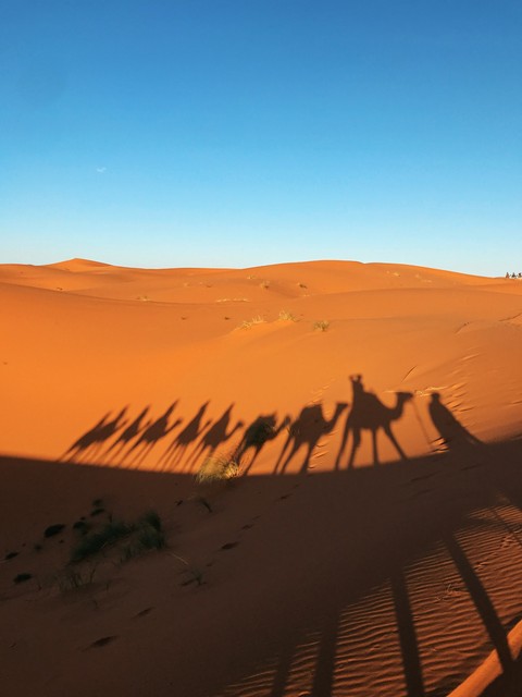 camel, 沙子桌布