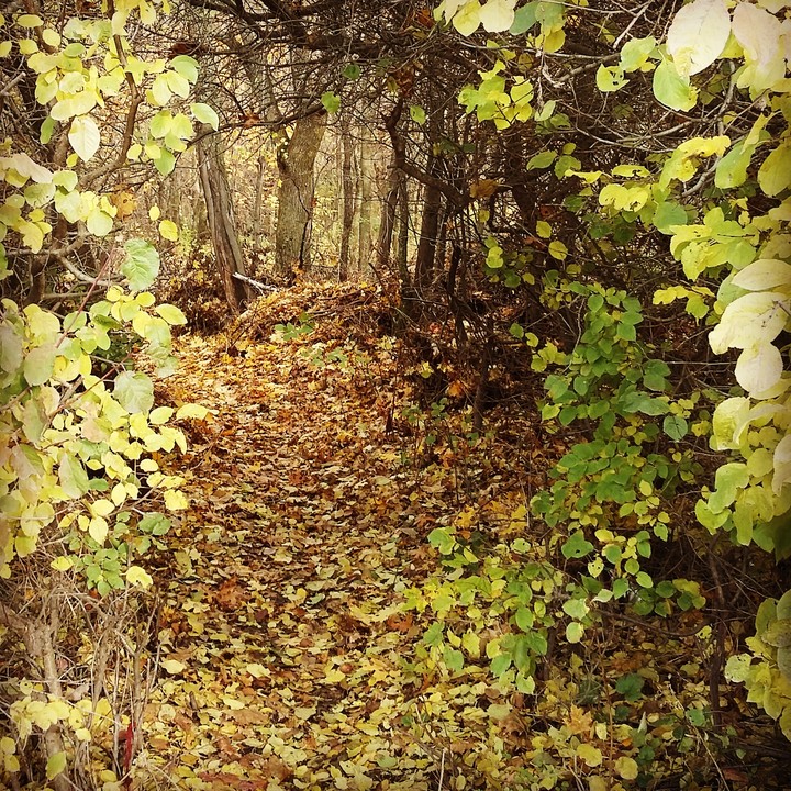 autumn