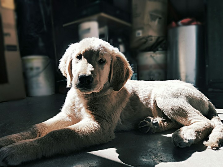 Canela